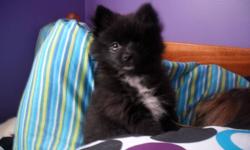 FEMALE POMERANIAN for sale black with white tips on her paws .  Parents both on site and can be seen.  Beautiful little dog with personality to match, great little lap dog
