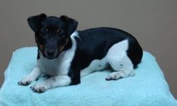 Jack Russell Puppy for sale.  5 months old.  Received complete series of vaccines and rabie shot, paper trained.  Pics taken January 7th, 2012.  If you have any other questions please call (204) 834-2606 after 6pm.