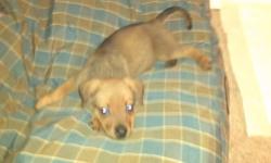 This adorable female puppy was the perfect christmas present unfortunetly due to allergies she will not be able to stay. very well mannered and quiet so far. she is the runt of the litter and loves people. She answers to the name Vegas and has been