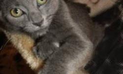 This little grey girl is awesome, energetic, affectionate, talkative, playful, litter trained and in perfect health. I cant keep her as I have no place for her to stay. I will deliver her to a home where she will be spayed and kept indoors.