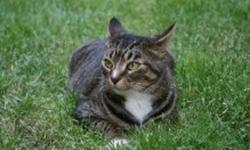 Gray-white 6 yr old tabby , very friendly.
We are moving and can not take her with us.
Needs a good caring home.
1 month of supplies (food,litter) free.
Although the pictures are on the lawn , sunbathing :) ,  SHE IS AN INDOOR CAT.