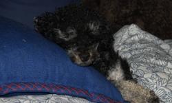 Looking for a female toy or miniature poodle for my phantom coloured purebred toy poodle 11 in. tall. OR he is even available for a date with your female. He's very smart, playful and has beautiful colouring. He comes from a very loving home.