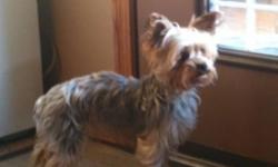 Please conact my mom: embanks@xplornet.com
Our house number is 780-539-7919
Marlie is a 3 year old female Yorkie, she is a loving, affection dog. She is playful. She has been around children, and is timid around loud noise. Marlie has mothered one puppy