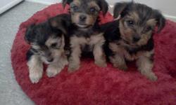 We are selling a little female Yorkshire terrier and it is the last puppy left. She is just $650 and she has been vaccinated, de-wormed and been checked by the vet. She is the one in the middle. If you wish to purchase here please call me at