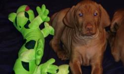 Hi everybody, my name is Shamus & my Grams said I could write this ad.  Grams says "we are the most beautiful puppies ever!"  We are Pure Bred Vizsla puppies, we are a beautiful dark copper color and we have short hair.  We love kids of all ages, we love