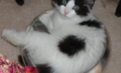 Finn is a black and white male kitten, now about 3 months old. This spectacularly gorgeous kitten was rescued from under a shed next to an automotive shop, one that was located adjacent to an apartment building in North Dartmouth with several other