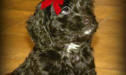 Tired of Apricot.... Tired of Blond..... Want something Unique....
Stunning Midnight Black F1 Cockapoo Puppies Available. 
 
4 Boys and 2 Girls Available.
 
Our First Generation Cockapoo Pups will have wavy, non shedding, allergy friendly coats.  Maturing