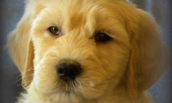First Generation Gorgeous Standard GoldenDoodle Pups Available Now
 
Update: 4 Females
 
F1's result in beautiful wavy, low to no shedding, allergy friendly coats. 
 
Maturing Size same as Golden Retriever...
 
Pups are Vet Checked, Vaccinated and