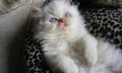 Have 3 flame point himalayans male kittens - different litters. The oldest flame was born october 14/11. Mom is an extreme face tortie point Himalayan from championship bloodlines and dad is an extreme face seal point Himalayan from grand championship