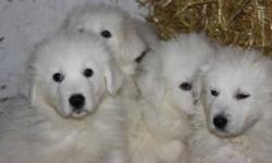 Great Pyrenees - Maremma Puppies 
Parents are livestock guardian dogs, working with sheep .Gentle with livestock, but keep predators away. only 6 female left.
asking $350 obo
phone 780 674 6834