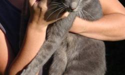 We have found a grey male cat that has been declawed and possibly neutered. There were no tags on the cat; however, he is very friendly and we are assuming that he is a house cat. The cat is hanging around our farm, which is located outside of Neustadt
