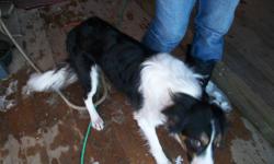 found this male bordercollie at our farm Dec 10 he is young and very timid.southwest of Gull Lake