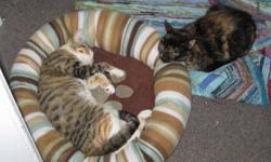We are pleased to introduce Frances (tabby) and Miriam (tortie). These very adorable young adult cats were two of six extremely affectionate cats who were found after being dumped at a campsite off a remote backwoods hiking trail. We don't know how long