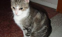 Bailey's is a very loving indoor female cat looking for a new home.  She is about 5 years old and has not been spayed. she is tiny and looks like she's only a year or two.  Not sure of her actual birth date, but had to put something down for the ad.  She