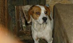 Holly Needs A New Home, She Is A Beagle Boxer Mix, About 4 Years Of Age. Her Master Past Away And She Needs A Loving Family. Free To Good Home.
 
If You Would Like Her, Or Would Like More Info, Give Us A Call, 705-484-0705. Or Email
Thanks.