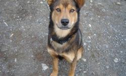 Fun, loving dog named Lennon. He is a one year old dog, medium size (full grown), brown and black, loves to play and is very good with children! We can't have him anymore because we are moving to a smaller place.
We can deliver him to you in the area.
