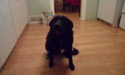 free for a good home , this gorgeous black lab needs lots of room , shes a 4yr old lab thats very playful , very good with kids and other animals . she listens very well.  need to go asap as we dont have the time to take care for her. call 417-8449