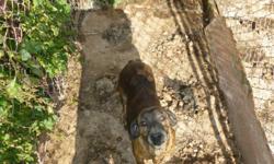 2 deer hunting dogs, free to good home , both dogs are femail
 
1- beagle boxer mix, 5 years old
2- plotthound, 5 years old