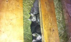 I have 7 beautiful kittens to go to loving homes. Family/farm raised. Will make great house cats or farm cats - already hunting etc. Ready to go
 
Please email me at mailto:breezy2be@hotmail.com for pictures or call 403-485-0024
 
Thanks