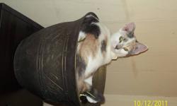 Wild Flower is a cute energetic short haired calico female kitten. I first met Flower walking to Wal-Mart.  She first followed me there, then to my house.  I asked around and posted Found posters and finally found her family.  I called them, they came and
