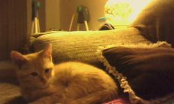 i am giveing away my male orange tabby, he comes with all his stuff FREE, he has a feeding dish, cat carrier, litter box, litter and litter box bags. he is a very cuddley kitten and loves attention. he is COMPLETLY.. litter trained.. the reason for