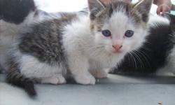 Good Farm Cats, White and Salt and Pepper colors are males, and Black and
White and White are females. Short Haired cats.