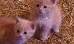 We have 6 orange kittens approx 6 weeks old and 6 orange kittens approx 4.5 weeks old (can be rehomed in 1.5 wks). They would make perfect barn cats. Take one, take all, one mother is available as well if anyone is interested in an older cat (just over