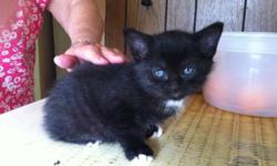 Beautiful kittens and female cats, very loving! Free to great home :) more pictures avaliable upon request !
This ad was posted with the Kijiji Classifieds app.