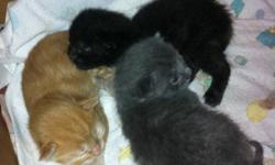 Free kittens ready to go to homes November 15-16. One orange tabby, one black, one black with orange/brown patches and one gray (taken)
This ad was posted with the Kijiji Classifieds app.