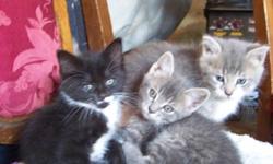 3 little kittens - 2 grey and one black with some white.  2 female and one male.  Ready to go.  Litter trained.   Urgently need to be placed in loving homes.