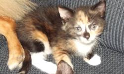 i have 2 kittens left that are not called for 1 is ready to go now and the other i am looking for someone to put a hold on her, if u are interested please send me an email
 
thanks kristina
