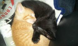 I have seven beautiful, healthy and playful kittens and am adopting 6 of them to a good loving home.  Three orange tabby kittens, two black (one with a few white hairs on the throat) and 1 black and white.
 
They are ready to go now and have been well