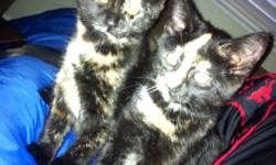 2 kittens available! very playful , love people! need to go , im keeping mom, they can go seperate or together:) good home
only!
This ad was posted with the Kijiji Classifieds app.