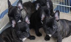 French Bulldog Puppies
Healthy home raised with individual love and attention.  World class pedigree.  Microchipped, vet certificate, 6 week pet insurance, health guarantee, first set of needles, CKC registered to for ever loving homes on CKC non breeding