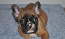 "YOUR NEW BEST FRIEND AWAITS!!"
 
www.maandpawfrenchbulldogs.com
 
  CKC French Bulldog Puppies Available!!
 
Red Fawn with Black Mask Female
 
Also Available: 
2 Black Brindle Females, Red Fawn Female, & Cream Female
 
 
Your new Puppy will be
