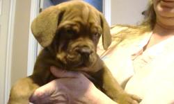Pure breed Bordeaux pups for sale they are also called the french mastiff. Both mom and dad live in house and are family pets not out side dogs. We Have 5 pups left 4 males 1 female. All pups are needled and dewormed. Both mom and dad are in prefect