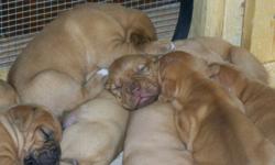 Rare FRENCH MASTIFF PUPS. World champion bloodline. Both parents onsite and viewable. ONLY FEMALES LEFT. 2 colours to choose from. Born Nov 15. Will be sold as pets only. Puppies will be vet checked, health check, first shot, dewormed regularly and flea
