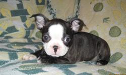 Wonderful Boston Terrier x French Bulldog puppies
These little Frenchton's will steal your heart!  Full of love and spunk!  They are happy and social puppies.
Veterinary reference available
Pups have had first and second vaccinations, a veterinary health