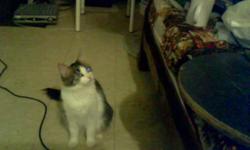 Hi , i am giveaway my cat becuase i am moving to an apartment not allowd cat there . She is very good cat and friendly , playfull, hunter . i love her so much but i am helpless . she is not fix . if you want this cat please call me or Email me . 334 -