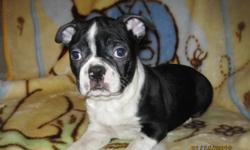 French Bulldog x Pug
Big gorgeous boys!  They are 12 weeks old, paper training is going great, and they are totally social and happy puppies.
Veterinary Reference Available
Go home with year written warranty, puppy food, and scented blanket
Pups have had