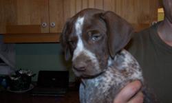 Full-blooded German Shorthaired Pointer puppy looking for a new home.
Home-raised and handled every day.
Both parents are on site.
Mom and Dad have strong hunting instinct.
First shots, de-wormed and vet-checked.
Will make a great hunting dog and family