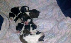 I have 5 Shih Tzu puppies that were born on Monday, November 28th. The mom is 8 pounds and the dad is about 10 pounds. Both parents are black and white. Non-shedding, non-allergenic. Small, cute and good tempered. Well-socialized. They are full breed and