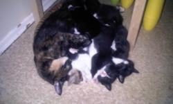 I have 5 kittens that are ready to find a home where they will be loved and cared for! They are litter trained, de-wormed, and eating hard cat food. There are 4 black and white female kittens, and 1 calico male kitten! They have been born in a home with