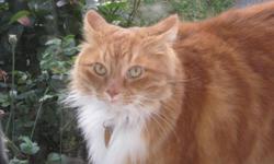 I am moving and I cannot take my cats with me so I need to find them a home were they can be loved.
Garfeild is a 6year old orange tom cat who has been loved since he was a kitten very friendly he weighs 20lbs+ so quite large. Loves to be pet and given