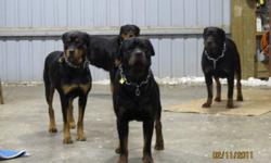 I have male and female german rottweiler pups for sale. The pups have tail docked, dew claws removed, dewormed are vet checked and come with a vet record and have there first set of vaccines. As well you get a life time of breeder support and a health