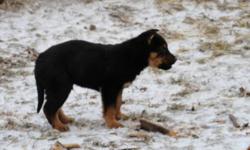 These cute little male puppies are looking for loving homes.  Puppies range from rotti colouring to shephard colouring.  They will grow to be anywhere from 80 to 100 lbs.  They are good with children and have a already learned to alert when someone is in