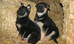 German shepherd puppies, CKC registered,  black and tan,working german bloodlines,including Shutzhund Canadian champion. If you're looking for a guard dog or a companion these will be both. Large style with straight backs, puppies that are easy to train