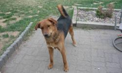 Nikki is a German shepherd crossed with golden retriever he is a great dog full of energy. He is house trained, neutered. Could use a little bit of training on the leash but he is pretty good other than that. He is very friendly he probably isn't good for