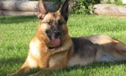 Anna is a 3yr old Female German Shepherd available to an approved home.  We have had Anna for a few months now working with her, and she is now ready to go to her own home.  She is a very sweet girl who gets along with other dogs and cats.  Very friendly