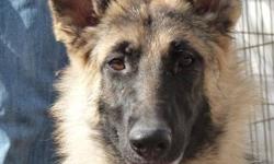 Purebred Female German Shepherd(s). Both girls are black/tan with dark eyes and darker faces. Very pretty.  Both girls are gentle/loving by nature.
Submissive toward Strangers on first supervised visit but warms up very quickly. Left alone both girls are